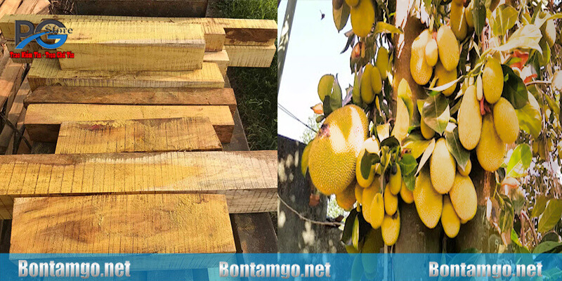 Tìm hiểu gỗ mít là gì?