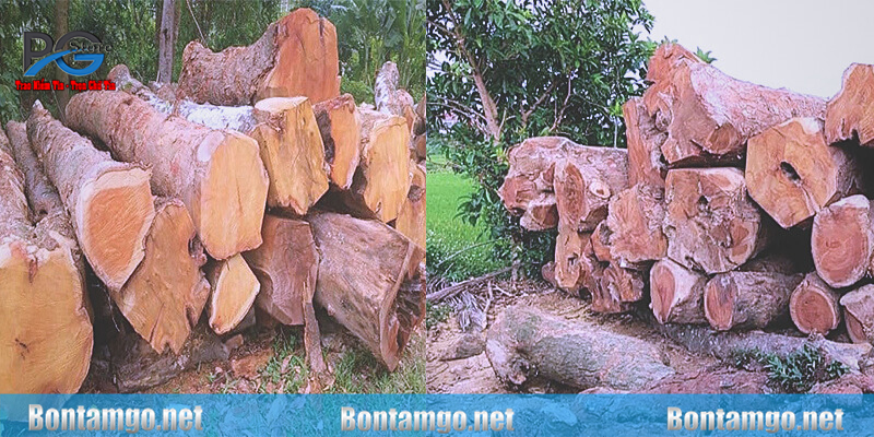 Gỗ mít nhóm mấy? có bền không?