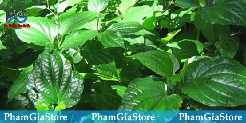 Hướng dẫn sơ chế lá lốt