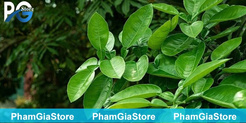 Lá bưởi cũng được nhiều người sử dụng