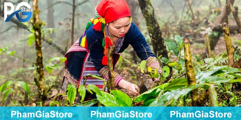 Lá tắm người dao đỏ có tốt không