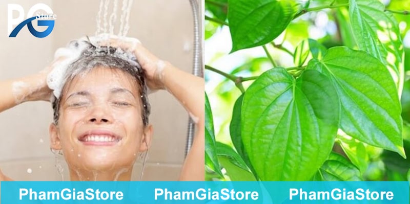 Lá trầu không rất hữu hiệu