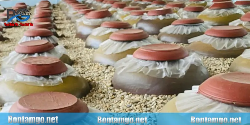 Rượu hạ thổ là gì